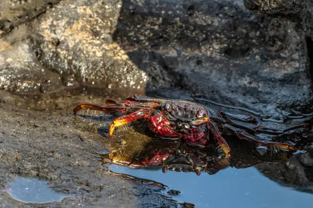 Photo of Red rock crab - Grapsus adscensionis - crawling on dark lava stones. The crab basks in the sun next to a small sea puddle in which its reflection is visible. Southern ocean shore of Tenerife, Spain