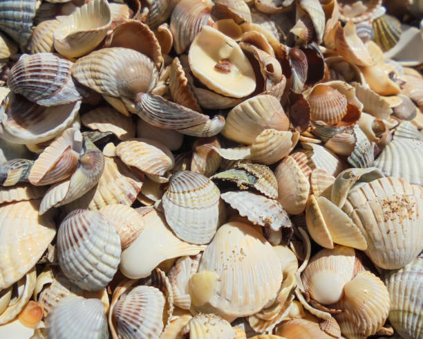 istock dry seashells halves white, brown and with dark stripes on the beach 1206088544