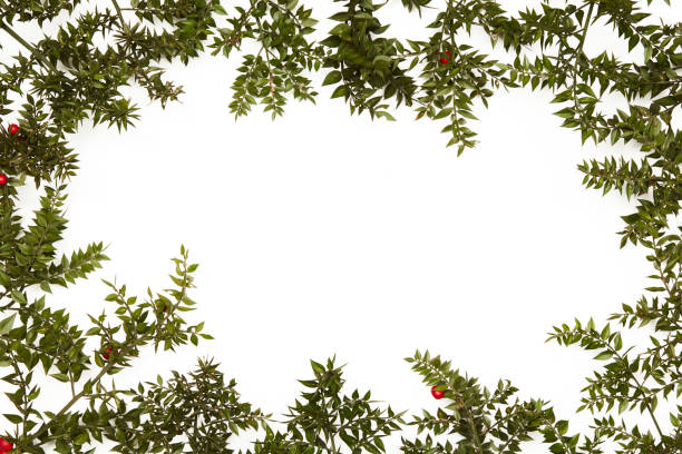 Christmas frame of spruce, red & gold christmas decorations on white space