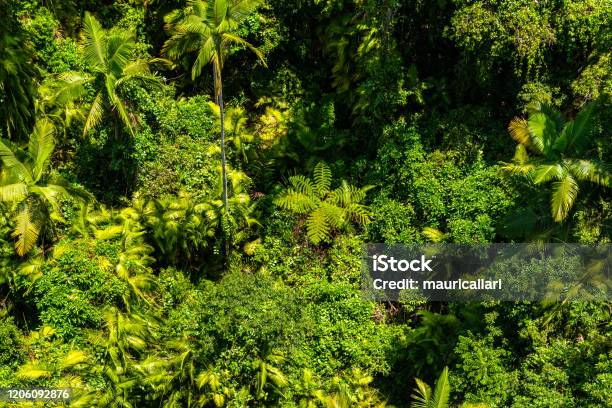 Top View Of Australian Rainforest In Kuranda Stock Photo - Download Image Now - Kuranda, Overhead Cable Car, Adventure