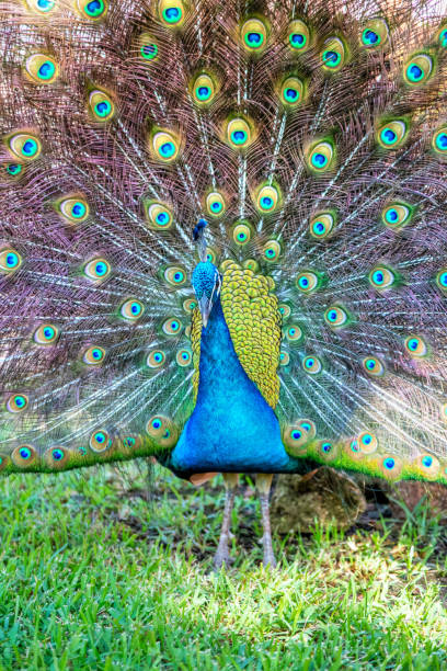 istock Colorful Indian Peacock in a Garden Park 1206092923