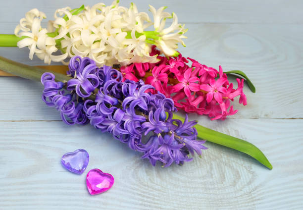 istock Three hyacinths on and two glass hearts on a blue wooden table 1206094030