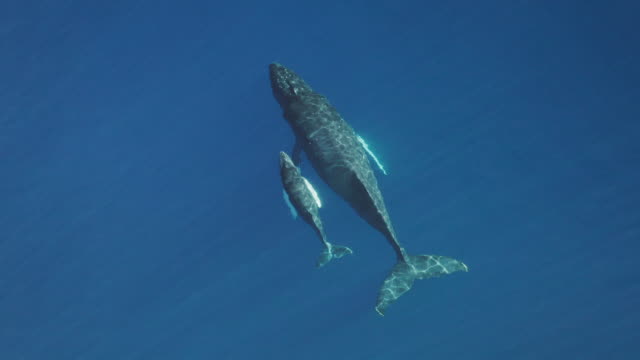 Mom and calf humpback whale swimming together