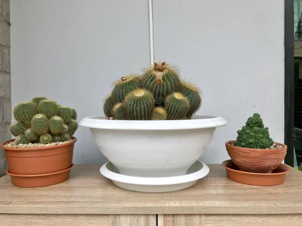 istock Cactus plant for home and garden decoration 1206101484