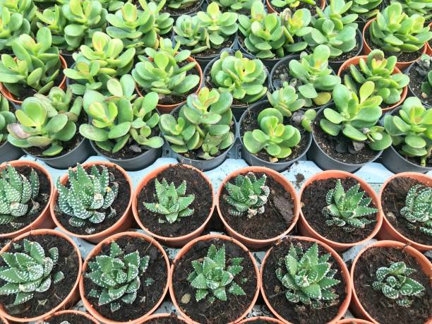 istock Cactus plant for home and garden decoration 1206101891