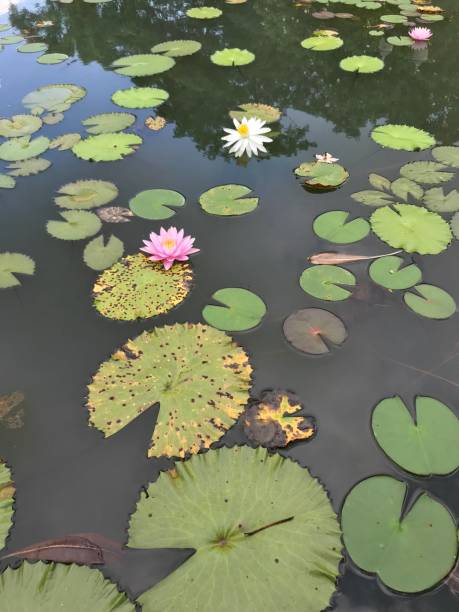 istock Beautiful water lily blooming in the pond 1206102608