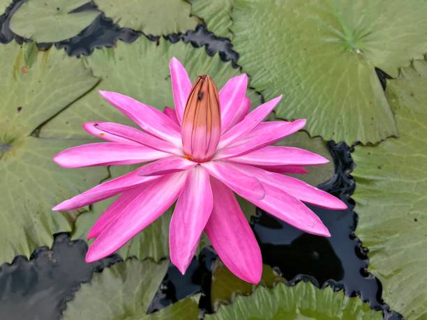 istock Beautiful water lily blooming in the pond 1206102609