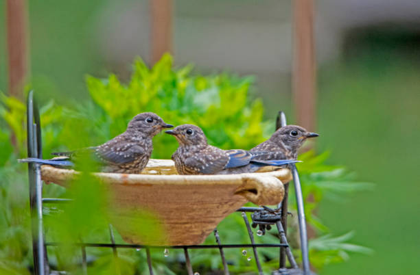 istock Three Bluebirds play in the water with a green background. 1206102907