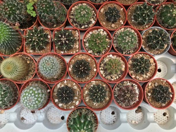 istock Cactus plant for home and garden decoration 1206102997