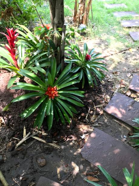 istock Neoregelia plant or bromeliad plant 1206103039