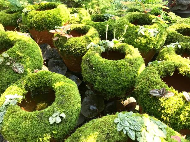 istock Moss plant growing on baked clay pot 1206104006