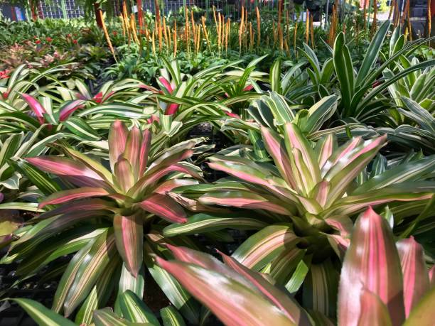 istock Colorful Neoregelia plant or bromeliad plant 1206104268