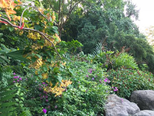 istock Mussaenda Queen Sirikit or Rubiaceae plant 1206104414