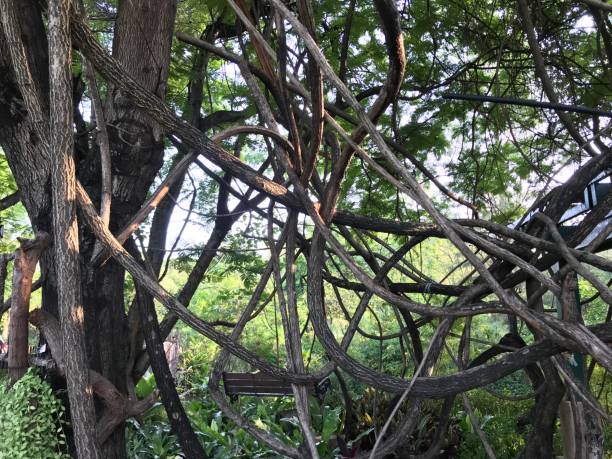 istock Twisted vines in the garden 1206104480