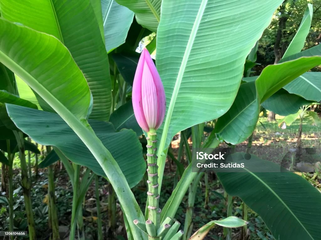 Foto de Bananeira No Jardim e mais fotos de stock de Flor de bananeira -  Flor de bananeira, Agricultura, Alimentação Saudável - iStock