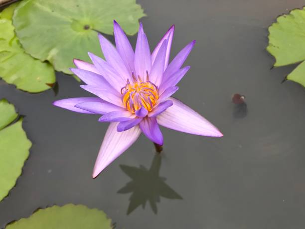 istock Purple water lily flower blooming 1206104677