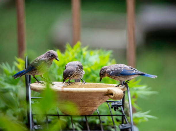istock Three baby Bluebirds learn how to drink water. 1206104681
