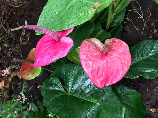 couleur rose anthurium fleur fleurissant dans le jardin - anthurium flower formal garden tropical climate photos et images de collection