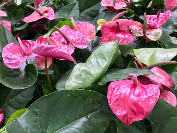 fleur d’anthurium fleurissant dans le jardin - anthurium flower formal garden tropical climate photos et images de collection