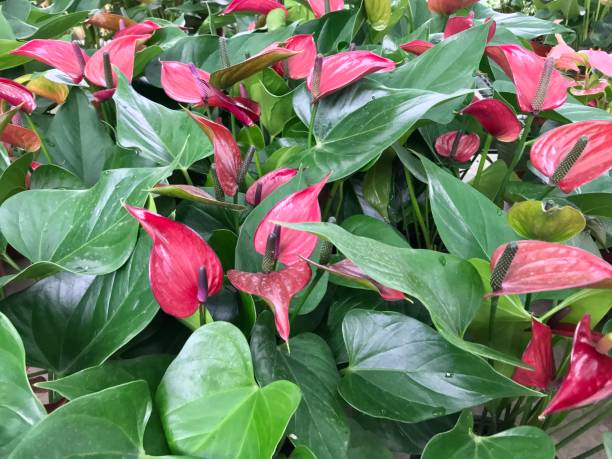 fleur d’anthurium fleurissant dans le jardin - anthurium flower formal garden tropical climate photos et images de collection