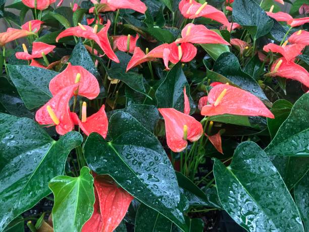 istock Anthurium Flower blooming in the garden 1206105440