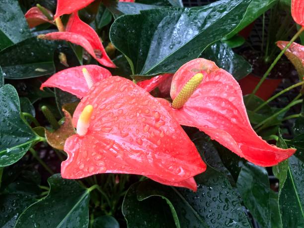 istock Anthurium Flower blooming in the garden 1206105442