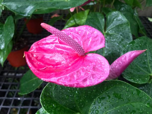 fleur d’anthurium fleurissant dans le jardin - anthurium flower formal garden tropical climate photos et images de collection