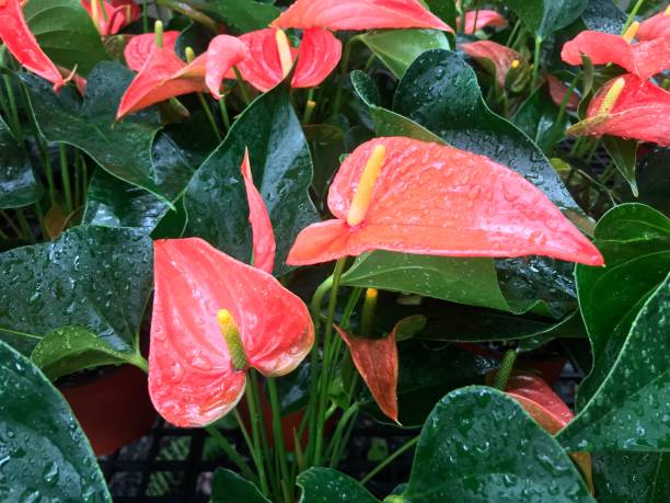 fleur d’anthurium fleurnant dans le jardin - anthurium flower formal garden tropical climate photos et images de collection