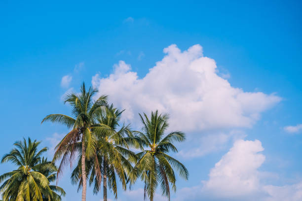 istock Tropical palm trees with summer blue sky background. 1206112003