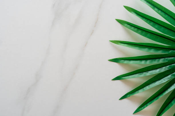 istock Top view of white tone marble texture abstract background with green natural leaf as frame decoration. 1206112018