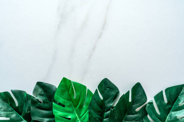 istock Top view of white tone marble texture abstract background with green natural leaf as frame decoration. 1206112056