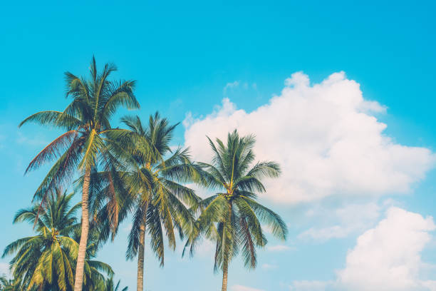 istock Tropical palm trees with summer blue sky background. 1206112080