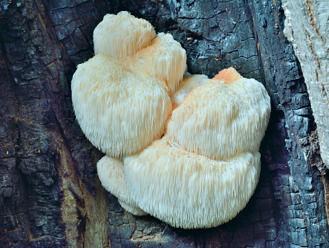A close up of the edible mushroom (Hericium erinaceus) on tree.