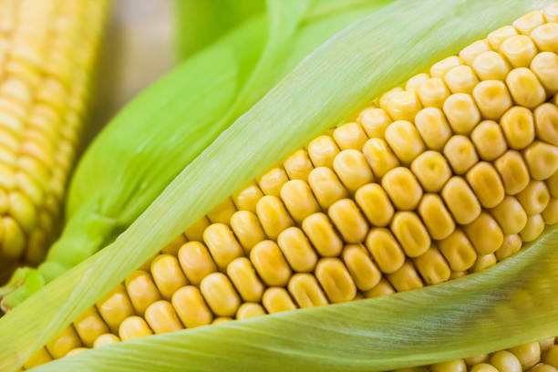 istock Fresh yellow corn on a wooden background 1206113514