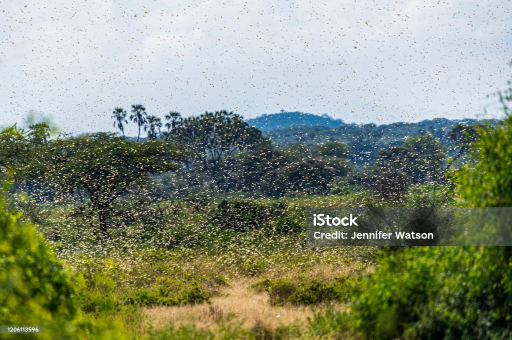 Swarm of Desert Locusts in Samburu National Park Samburu landscape viewed through swarm of invasive, destructive Desert Locusts. This flying pest is difficult to control and spreads quickly, up to 150km (90 miles) per day. Schistocerca gregaria Locust Stock Photo