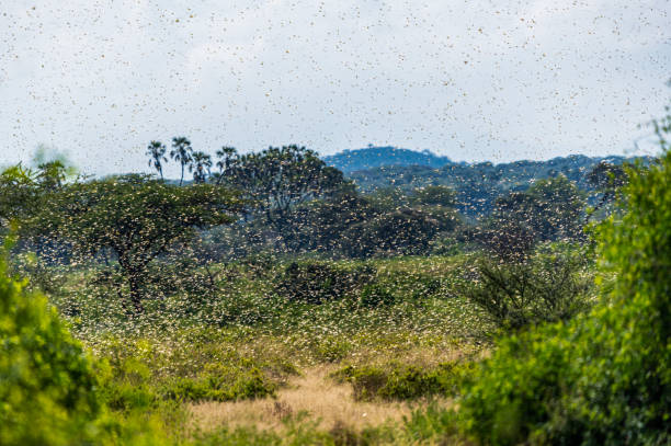 Swarm of Desert Locusts in Samburu National Park Samburu landscape viewed through swarm of invasive, destructive Desert Locusts. This flying pest is difficult to control and spreads quickly, up to 150km (90 miles) per day. Schistocerca gregaria grasshopper photos stock pictures, royalty-free photos & images