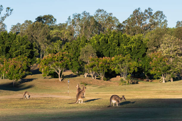 istock kangaroo at sunset and hills,trees background 1206115210