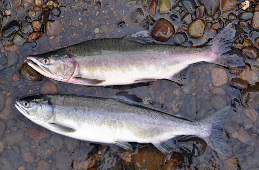 Couple of fresh caught Alaska fish, both pink salmon, male above and female, below. Pink (or humpy) salmon is known scientifically as Oncorhynchus gorbuscha. This Pacific species has large spots on the back and large oval blotches on both tale lobes. Spawning fish turns golden-pinkish upper sides and creamy white below.