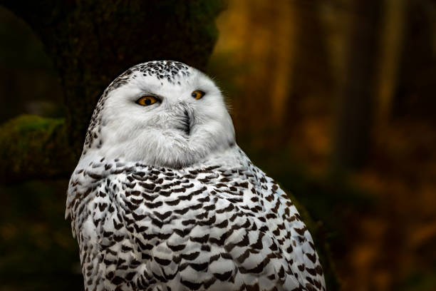 Snowy owl on edge of forest