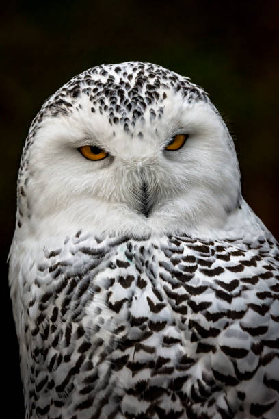 istock Snowy owl portrait 1206119928