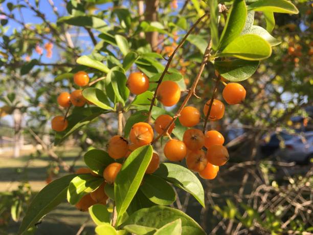 istock The orange fruit of the flower tree. 1206120563