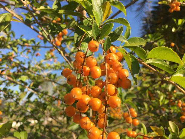 istock The orange fruit of the flower tree. 1206120565