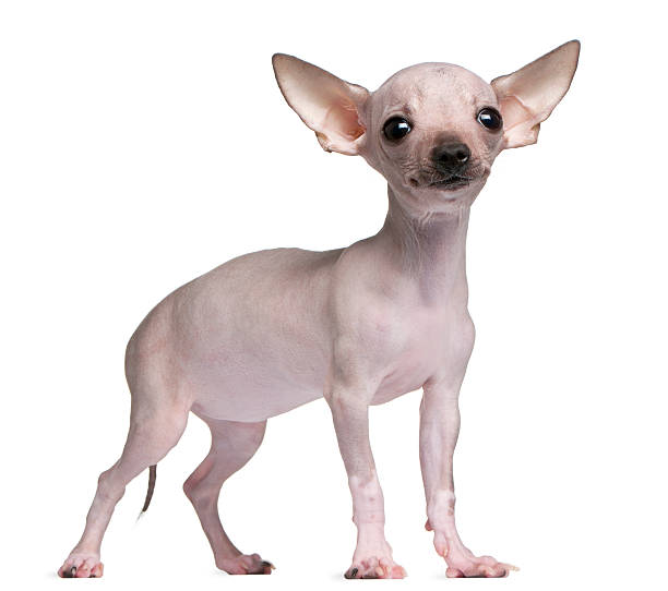 Hairless Chihuahua 5 Months Old Standing White Background Stock Photo -  Download Image Now - iStock