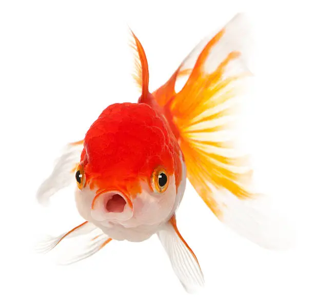 Lionhead goldfish, Carassius auratus, in front of white background.