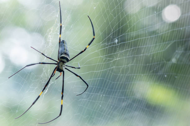 istock Portrait macro giant spider on spiderweb with green nature background and white bokeh 1206121566