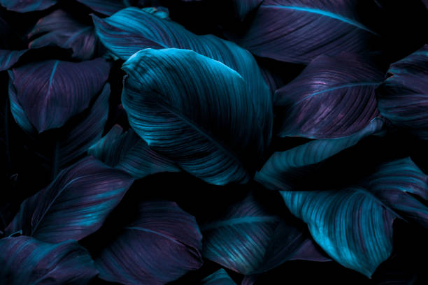 istock green leaves for background and wallpaper 1206122576