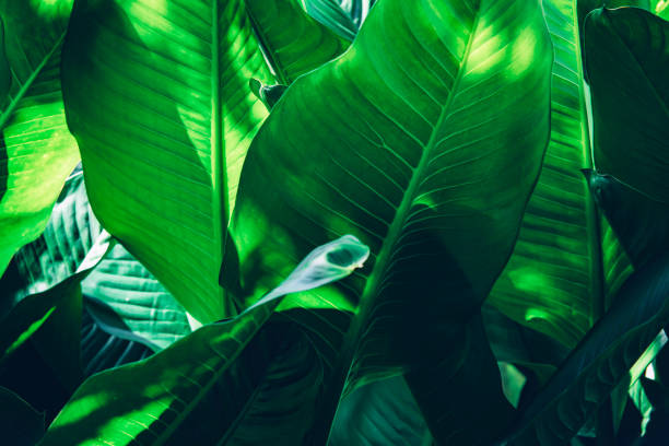 istock green leaves for background and wallpaper 1206122584
