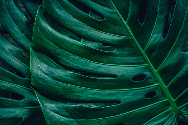 istock green leaves for background and wallpaper 1206122588