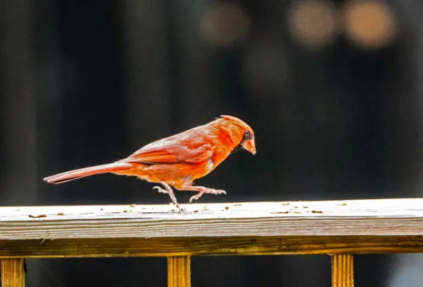 Male Cardinal walking the deck looking for food.