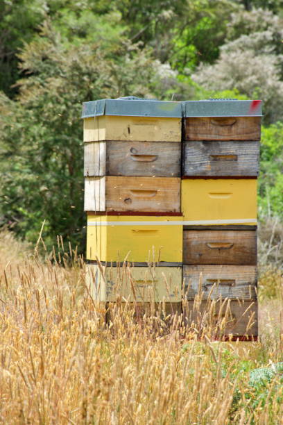 istock Beehives with Manuka Clad Hills in Summer 1206123475